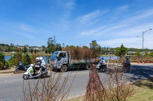 Tạo điều kiện cho người dân mua, bán cây đào tết thuận lợi