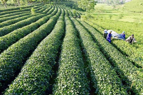 Đưa nghị quyết của Đảng vào cuộc sống: Khí thế mới, quyết tâm mới