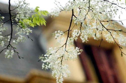 Chùm thơ Xuân về Hương sưa