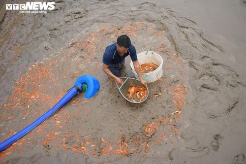 Hối hả lội bùn, nước thu hoạch cá chép đỏ trước ngày ông Công ông Táo