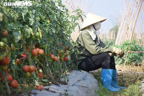 Cà chua chín đỏ đồng đúng dịch COVID-19, nông dân Chí Linh đứng ngồi không yên