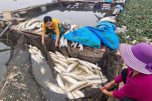 Cá lồng chết trắng trên sông Cầu, người dân mất tiền tỷ trước Tết