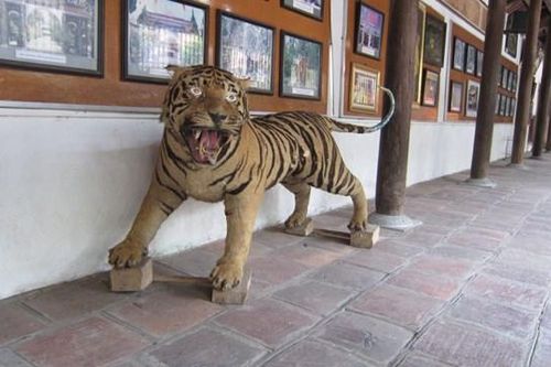 Bắc Giang: Chuyển giao thành công tiêu bản hổ 'được dân tặng' về Bảo tàng Thiên nhiên Việt Nam