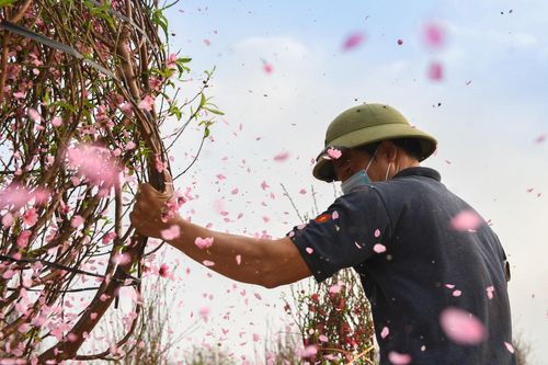 Hàng nghìn gốc đào không thể tiêu thụ, chờ giải cứu ở Chí Linh