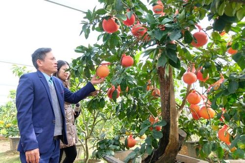 Bưởi đỏ đặc sản vào vụ Tết