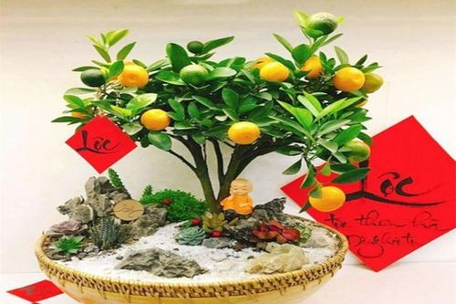 Những vị trí đặt cây cảnh ngày Tết để thần Tài liên tục gõ cửa