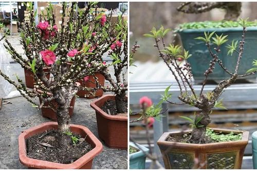 Cách phân biệt biết đào mini 'gắn mác' đào Thất Thốn bán đầy chợ