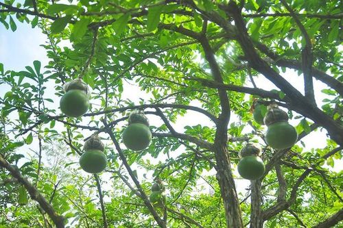'Sốt xình xịch' đào tiên hồ lô nửa triệu đồng chơi Tết