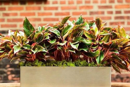 Những vị trí đặt cây phú quý trong nhà để thần may mắn liên tục gõ cửa