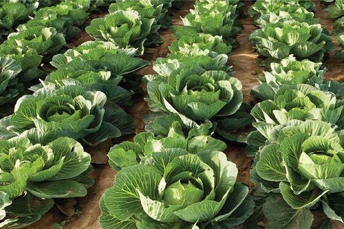 Bayer ra mắt giải pháp đột phá giúp nhà nông quản lý sâu hại hiệu quả hơn, ổn định thu nhập