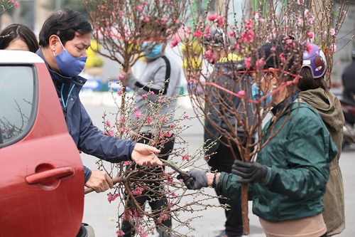 Nhộn nhịp chợ hoa cây cảnh lớn nhất Thủ đô