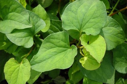 Những công dụng chữa bệnh hiệu quả của rau diếp cá