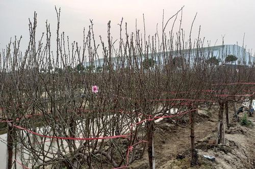 Làng đào Hải Dương nguy khốn, lên mạng rao bán gấp 1.000 gốc