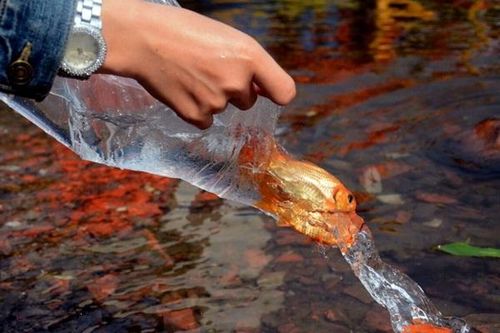 Cách thả cá chép cúng ông Công ông Táo ý nghĩa và linh thiêng