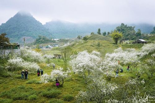 Hoa mận nở trắng trời ở miền Tây Nghệ An