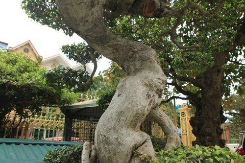 Mãn nhãn cây duối 'đẹp nhất Việt Nam', giá triệu đô đại gia vẫn lắc đầu không bán