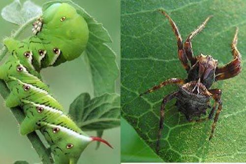 Sâu bướm biết 'nhả khói' thuốc lá để tự vệ