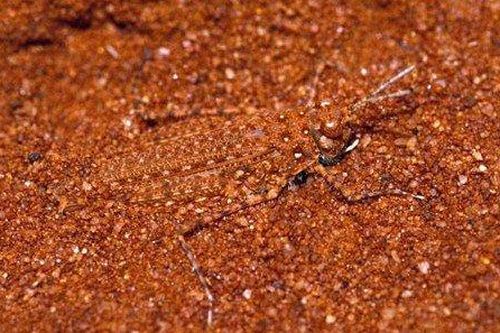 Những kẻ ngụy trang siêu hạng trong tự nhiên