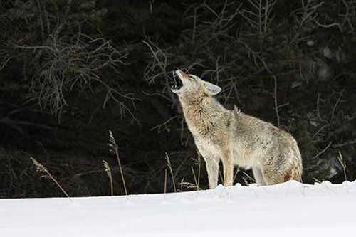 Những loài vật sinh sống theo chu kỳ Mặt Trăng