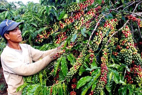 Đưa thương hiệu ''Cà phê Di Linh'' xứng tầm với tiềm năng, thế mạnh