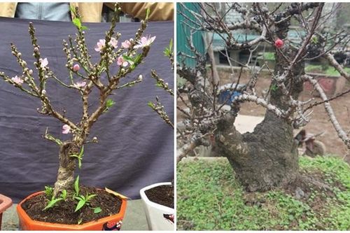Cách nhận biết đào mini Trung Quốc 'đội lốt' đào Thất Thốn bán đầy chợ