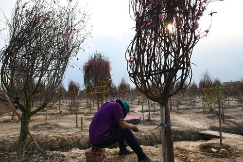 Đào không đưa được ra ngoài tỉnh, nông dân Hải Dương thiệt hại tiền tỷ