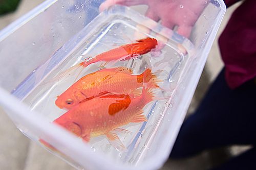 Người dân TP.HCM thả cá tiễn ông Táo, cầu mong dịch bệnh qua nhanh