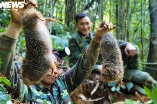 Xác minh nhóm thanh niên vào rừng quay clip săn bắt dúi tự nhiên