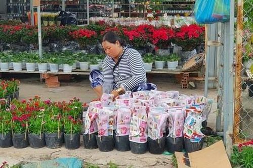 Đồng Tháp: Làng hoa Sa Đéc tất bật mùa hoa Tết