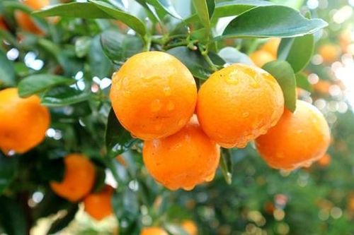 Cách chọn cây quất đẹp trang trí nhà cửa dịp Tết