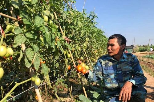 Nông sản rớt giá, nông dân khóc ròng