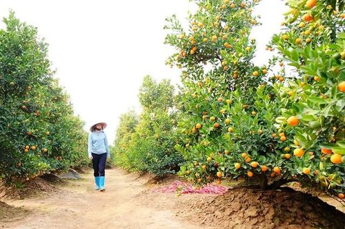 Vựa quất cảnh lao đao vì dịch