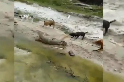 Chó nhà xâu xúm tấn công kỳ đà