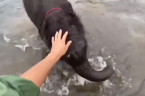 Chú voi con thích thú té nước trên sông