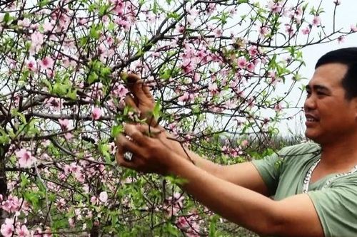 Ngày áp tết ở 'thủ phủ' đào phai xứ Thanh