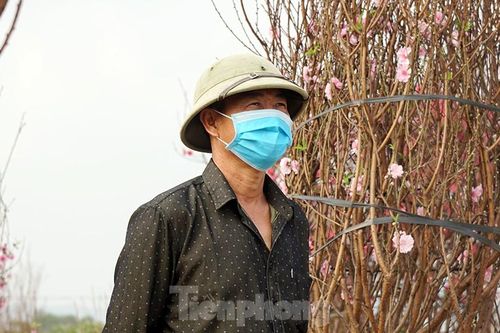 Người dân Chí Linh trước nguy cơ mất trắng vụ đào Tết vì COVID-19