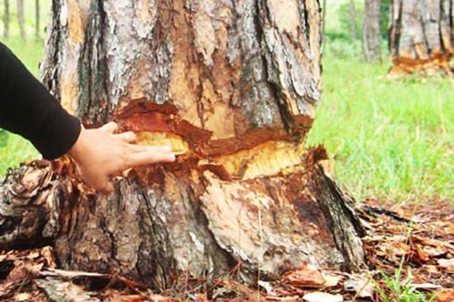Lâm Đồng: 108 cây thông hàng chục năm tuổi bị đẽo vỏ