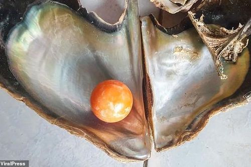 Được 'bụt' báo mộng, ngư dân tìm thấy viên ngọc trai màu cam giá gần 8 tỉ