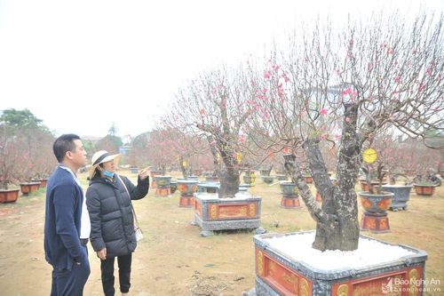 Nghệ An: Dịch vụ cho thuê đào, quất 'khủng' chơi Tết hút khách