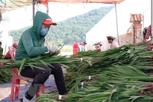 Tháo gỡ khó khăn cho người trồng hoa layơn dịp Tết ở Lâm Đồng