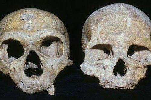 Người Neanderthal tuyệt chủng vì mắt quá to?
