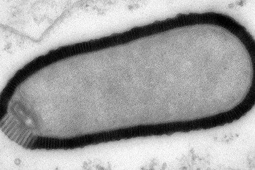 Hồi sinh virus khổng lồ 30.000 năm tuổi