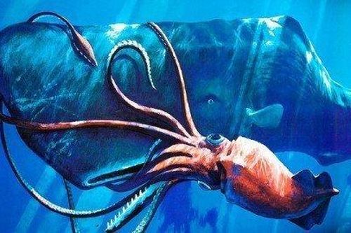 Khám phá mắt khổng lồ của loài mực bí ẩn