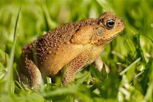 Vì sao ếch có thể dự báo động đất?