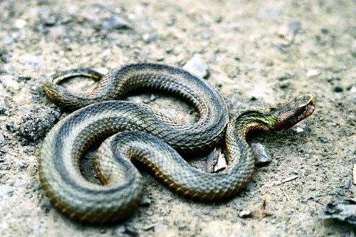 Rắn có thể nghe con người trò chuyện