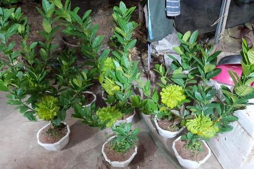 Người phụ nữ tuổi 40 thắng lớn 70 triệu nhờ cận Tết buôn được lô cây phật thủ bonsai giá mềm