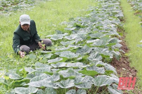 Phát triển nông nghiệp theo nhu cầu của thị trường