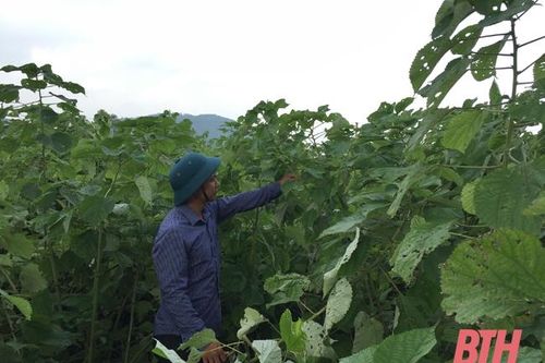 Huyện Cẩm Thủy phát triển nông nghiệp gắn với công nghiệp chế biến