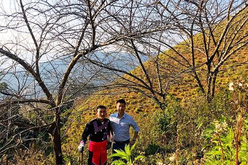 Đăng ký sử dụng tem truy xuất nguồn gốc đối với 6.025 gốc, cành đào