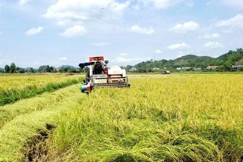 Người dân Đạ Tẻh trúng vụ lúa ST24